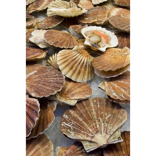 Italy, Venice Scallops for sale at a fish market